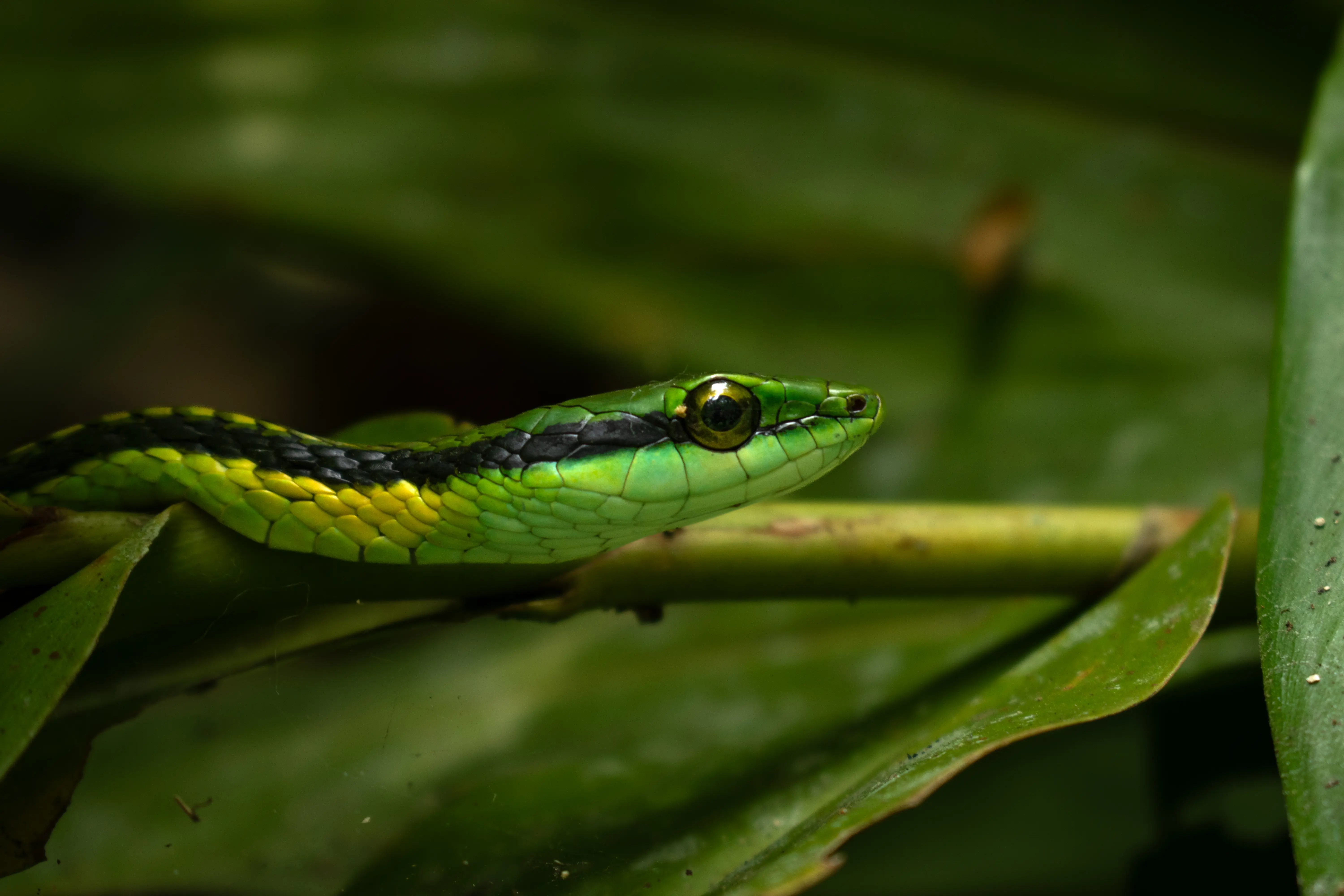 Fauna silvestre