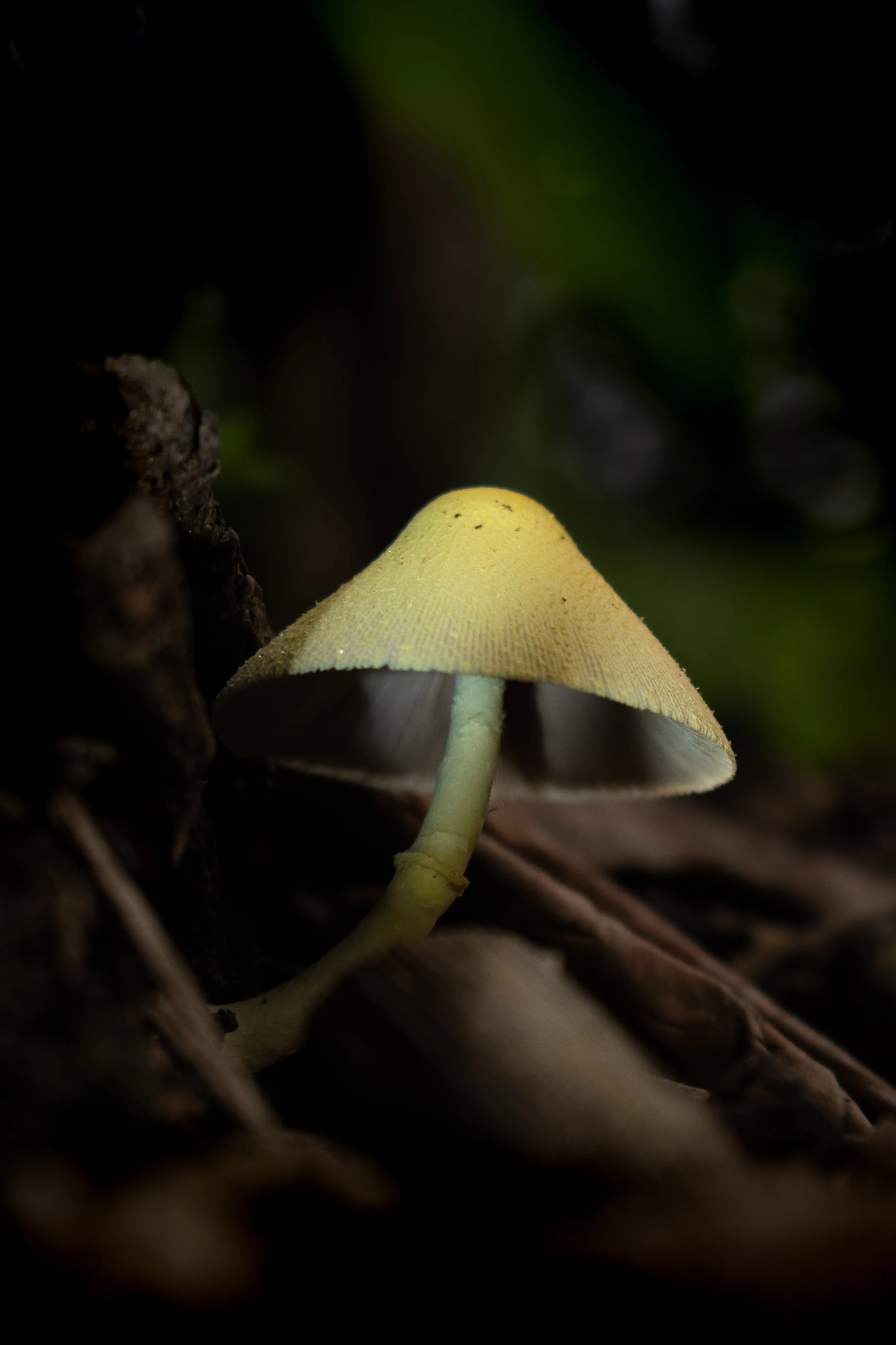 Retrato en la naturaleza